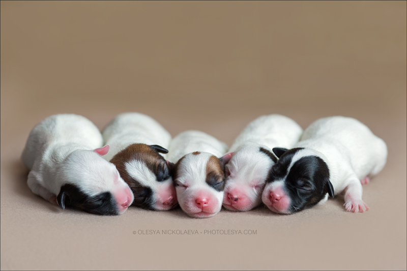 щенки ◆ puppies