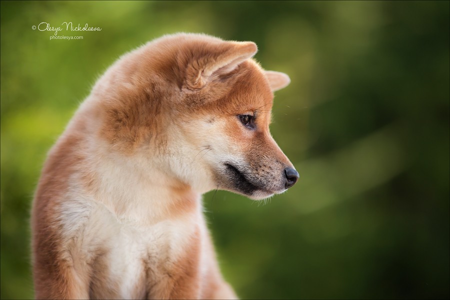 щенки ◆ puppies