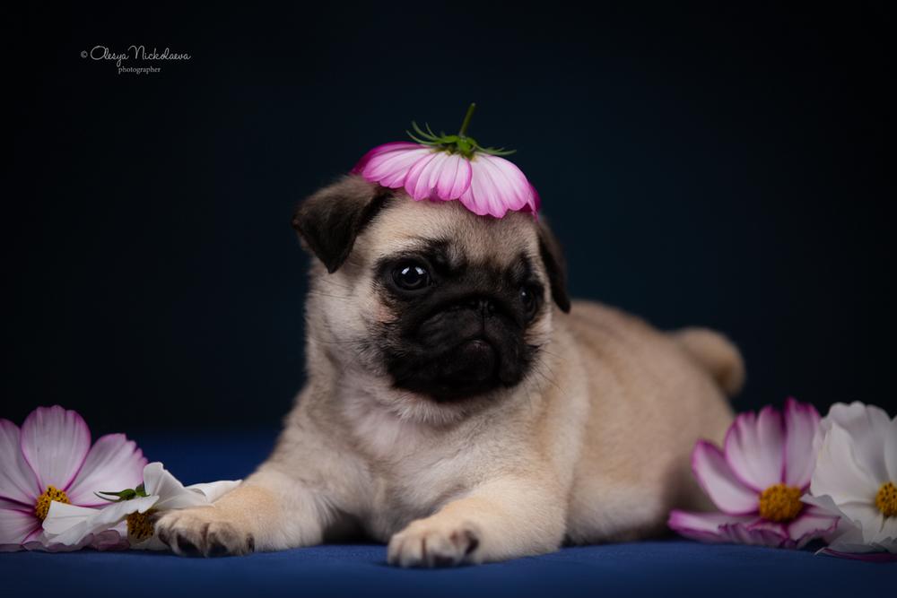 щенки ◆ puppies