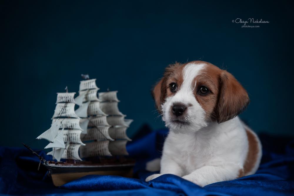 щенки ◆ puppies