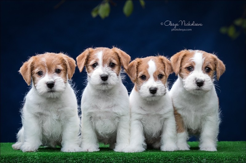 щенки ◆ puppies