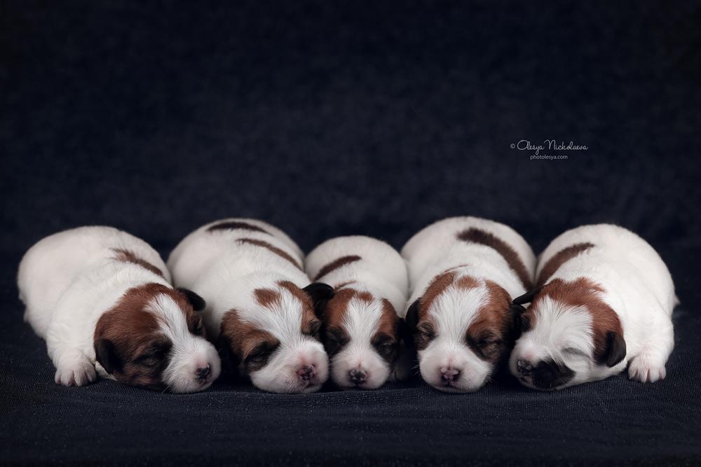 щенки ◆ puppies