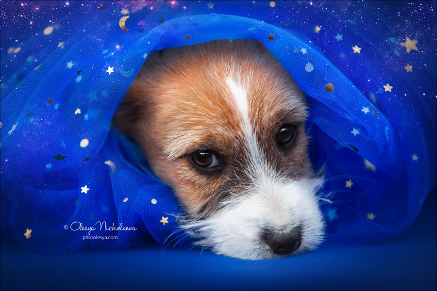 щенки ◆ puppies