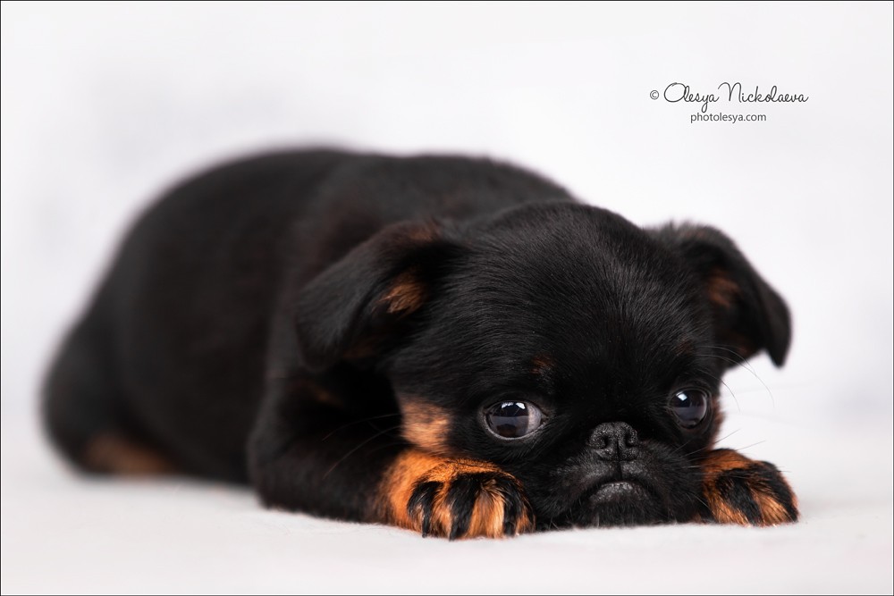 щенки ◆ puppies