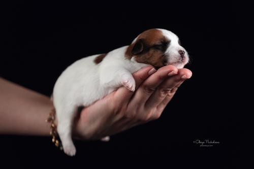 щенки ◆ puppies