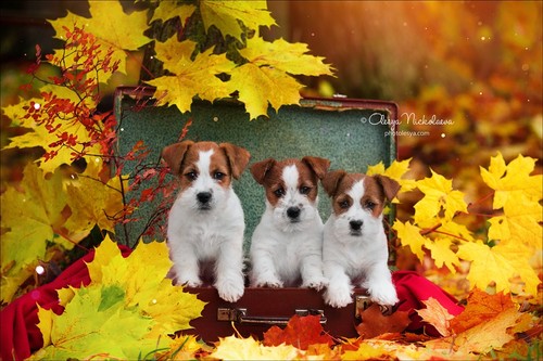щенки ◆ puppies