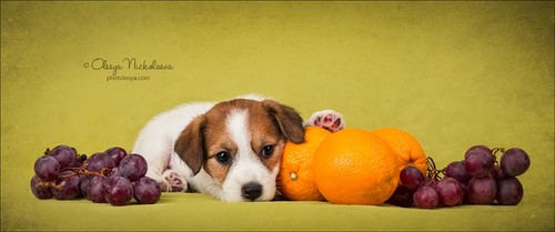щенки ◆ puppies
