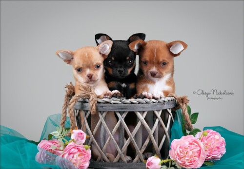 щенки ◆ puppies