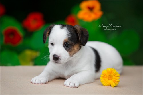 щенки ◆ puppies