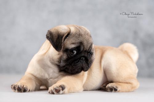 щенки ◆ puppies