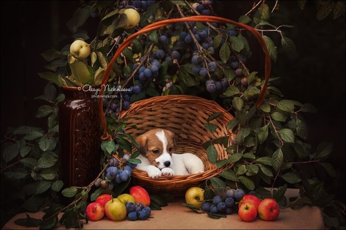 щенки ◆ puppies