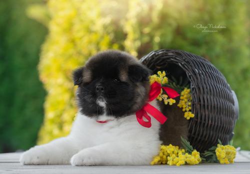 щенки ◆ puppies