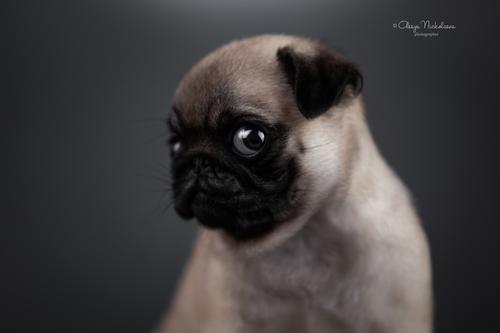 щенки ◆ puppies