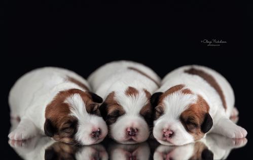 щенки ◆ puppies