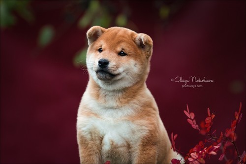 щенки ◆ puppies