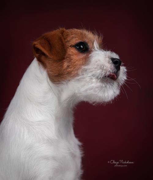 щенки ◆ puppies