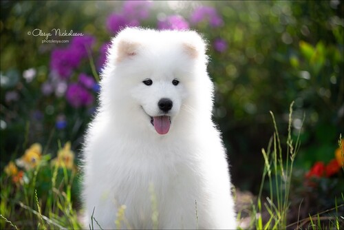 щенки ◆ puppies