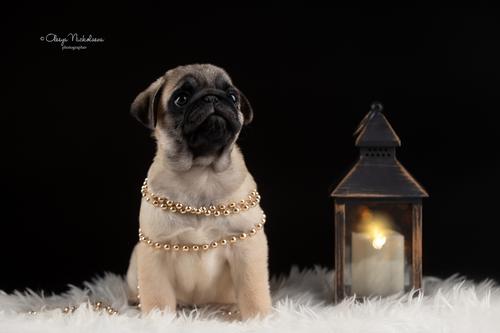 щенки ◆ puppies