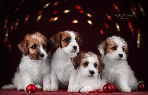щенки ◆ puppies