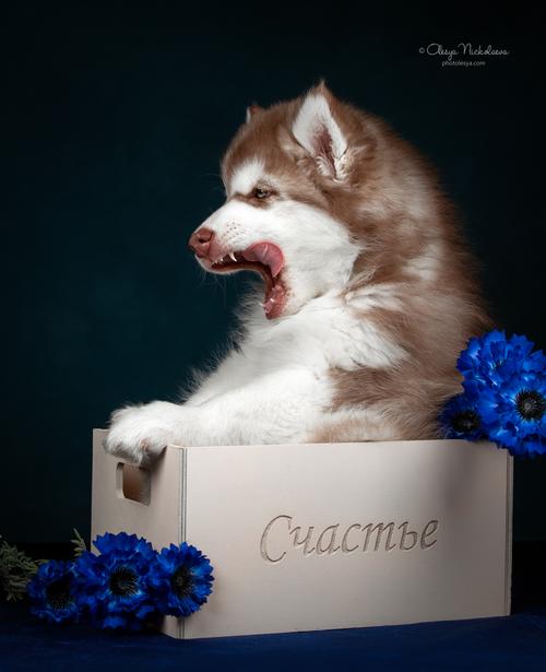 щенки ◆ puppies