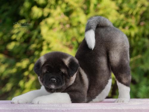 щенки ◆ puppies