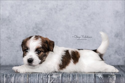 щенки ◆ puppies