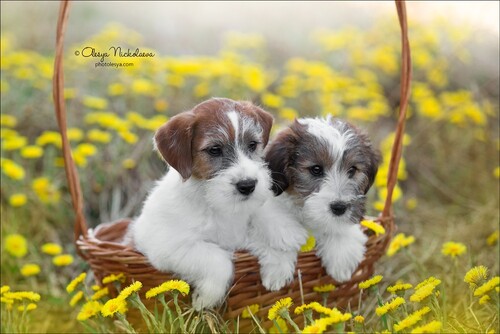 щенки ◆ puppies