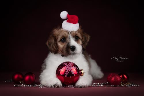 щенки ◆ puppies