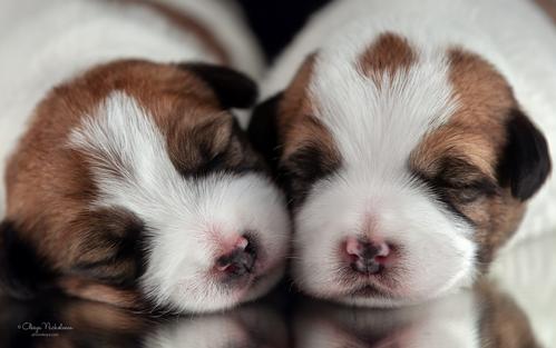 щенки ◆ puppies