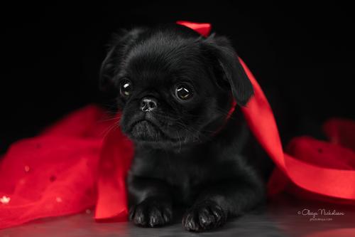 щенки ◆ puppies
