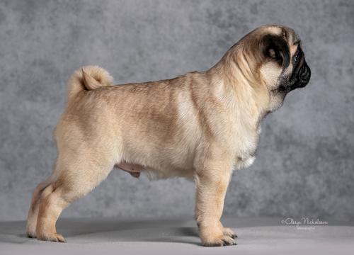 щенки ◆ puppies