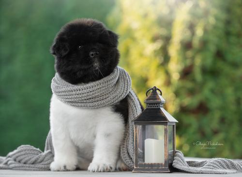щенки ◆ puppies
