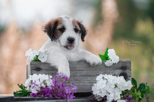 щенки ◆ puppies