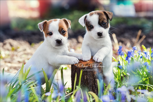 щенки ◆ puppies