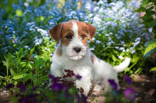 щенки ◆ puppies