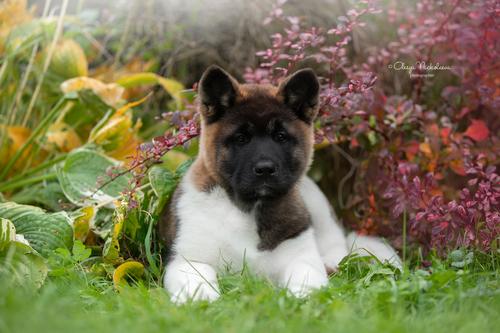 щенки ◆ puppies