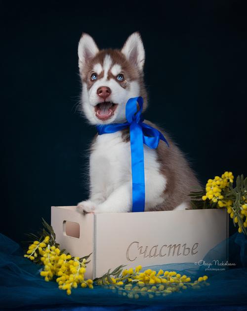 щенки ◆ puppies
