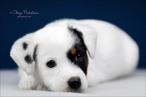 щенки ◆ puppies