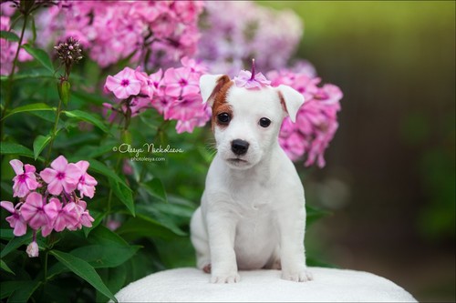 щенки ◆ puppies