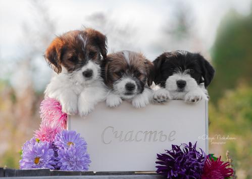 щенки ◆ puppies