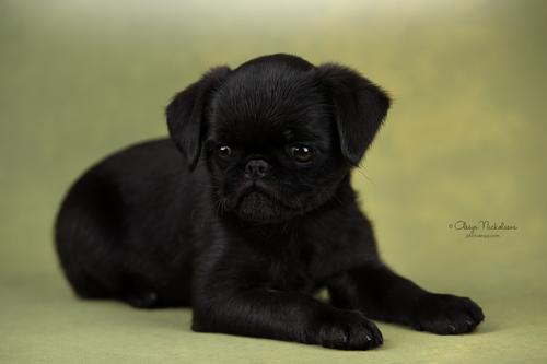 щенки ◆ puppies