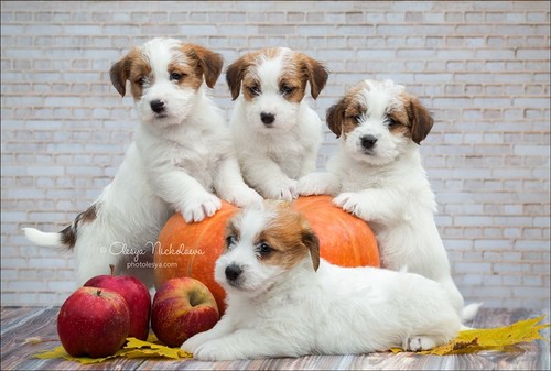 щенки ◆ puppies