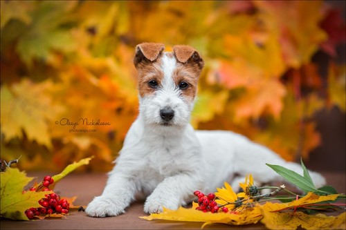 щенки ◆ puppies