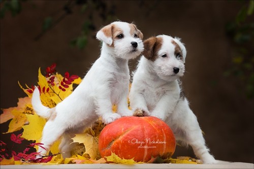 щенки ◆ puppies