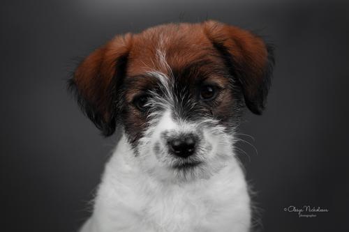щенки ◆ puppies