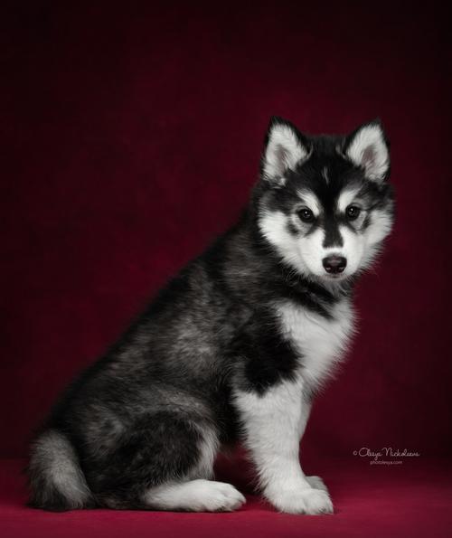 щенки ◆ puppies
