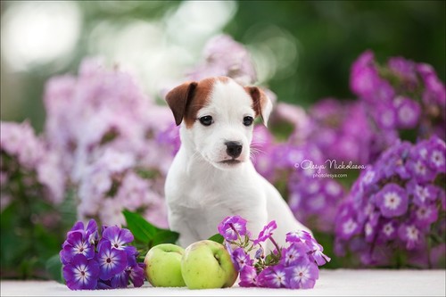 щенки ◆ puppies