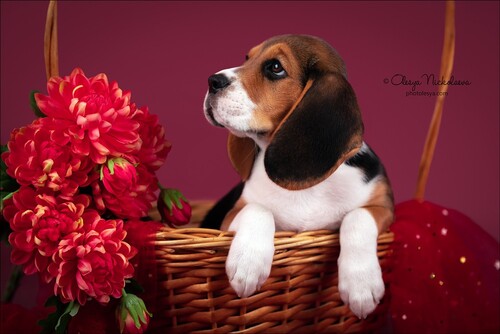 щенки ◆ puppies