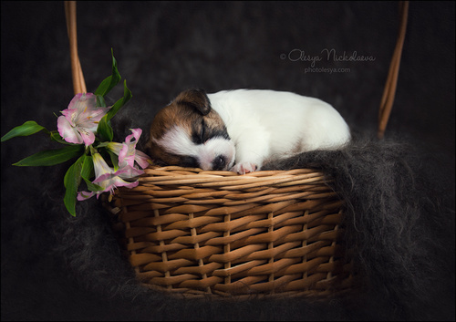 щенки ◆ puppies