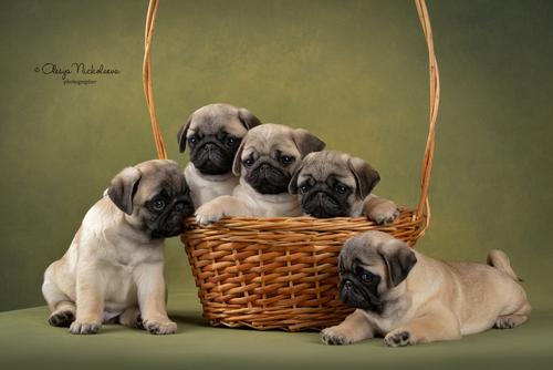 щенки ◆ puppies